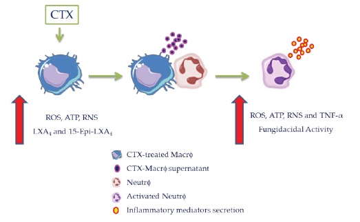 Crotoxin Treated Macrophages Stimulate Ros Production And Killing Activity In Co Cultured Neutrophils